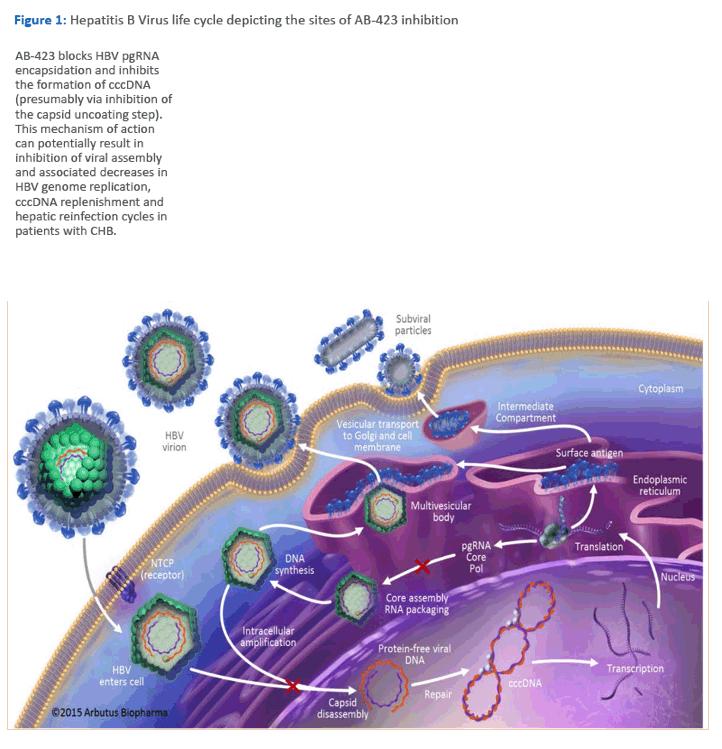 乙肝病毒表面抗体hbsag和hbsab,hbsag和hbsab