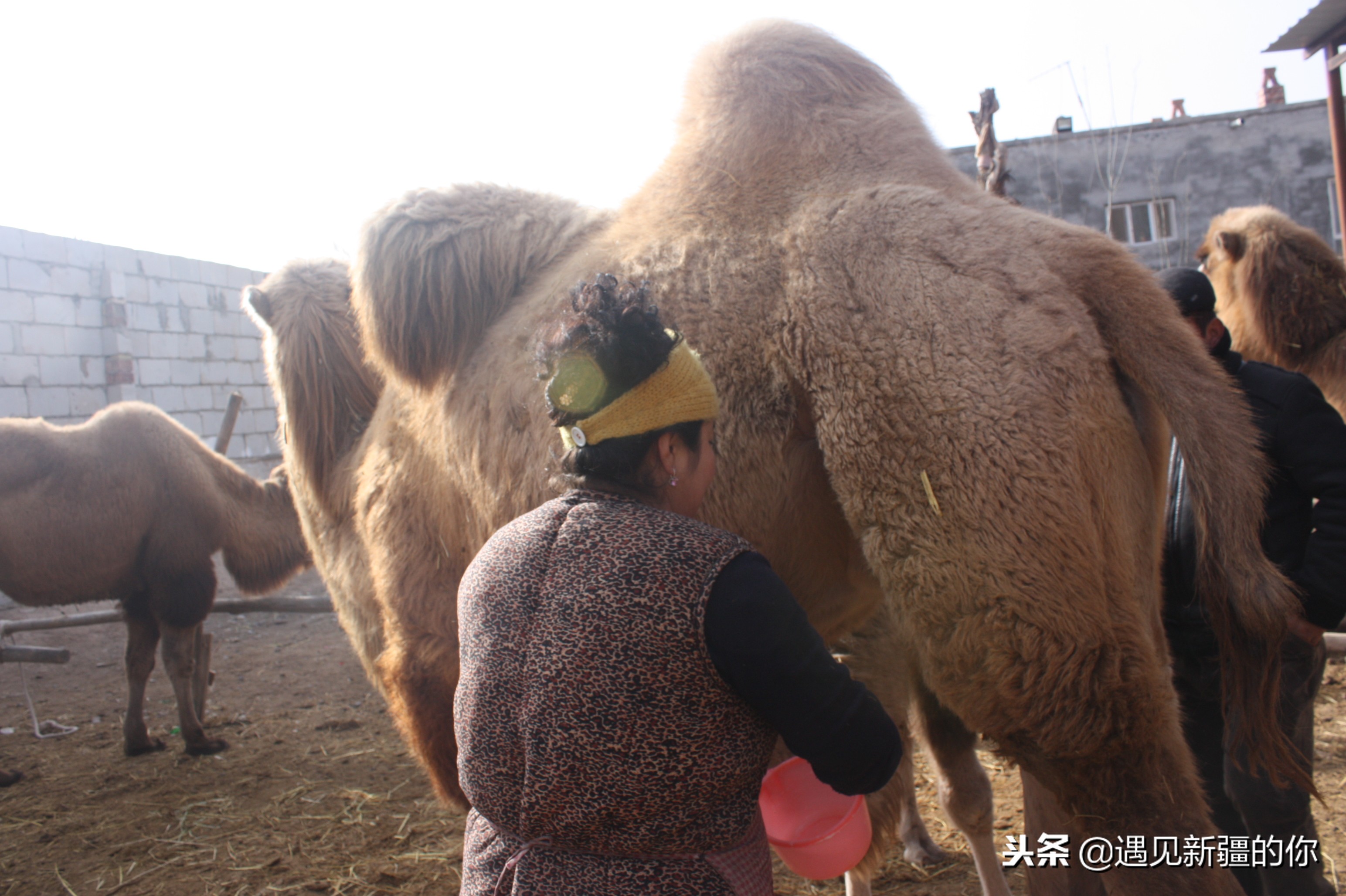 柯坪县的“沙漠之舟”真牛！大家喝了她的奶就知道啦