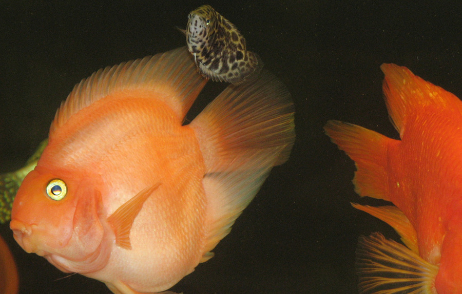 如何养好鹦鹉鱼身上的白点,鹦鹉鱼为什么身上有黑斑和烂尾