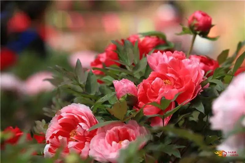 阳春三月踏青吟,阳春三月诗和风景