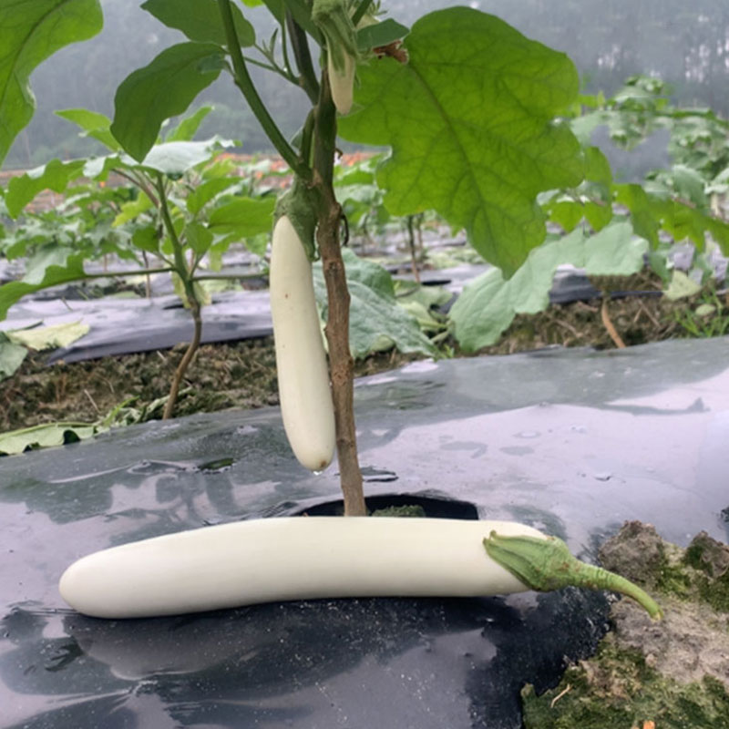 茄子高产品质好有哪几种,茄子高产品种