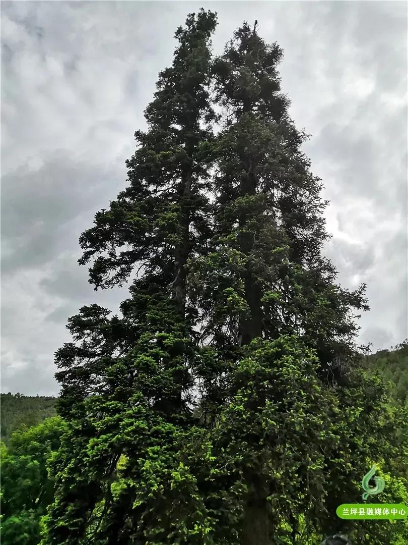鍏板潽鍗拌薄,鍏板潽涔″湡鍗拌薄