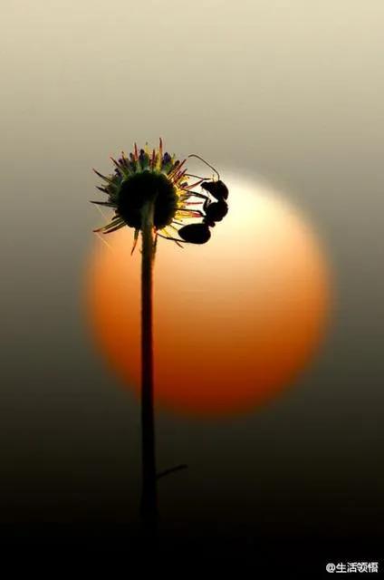 小小尘埃小小确幸是什么意思,一颗尘埃原创作品