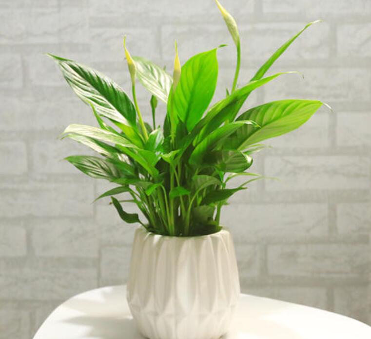 一帆风顺花发绿怎么处理,一帆风顺叶子泛黄怎么办