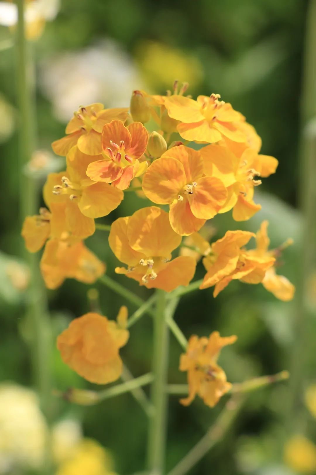 赏春图鉴丨赏花海、品清茶、尝美食...乌当百宜镇这条宝藏春游线路，就等你来打卡啦！