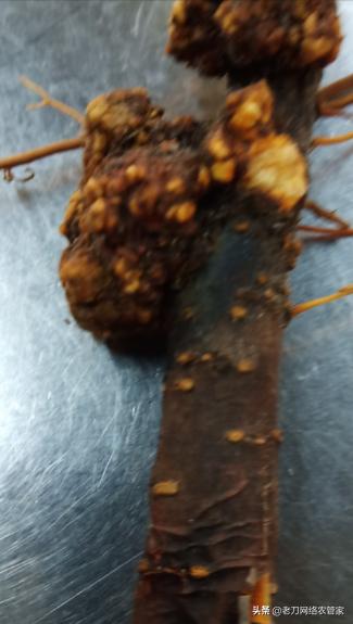 梨树有根瘤怎么办,梨树根瘤病