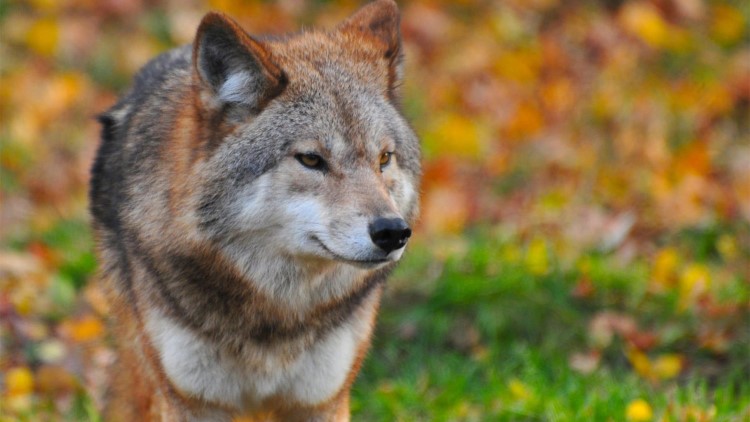 狗狗走丢了怎么样才能快速找回来,狗狗跑丢了怎么办最有效方法找回