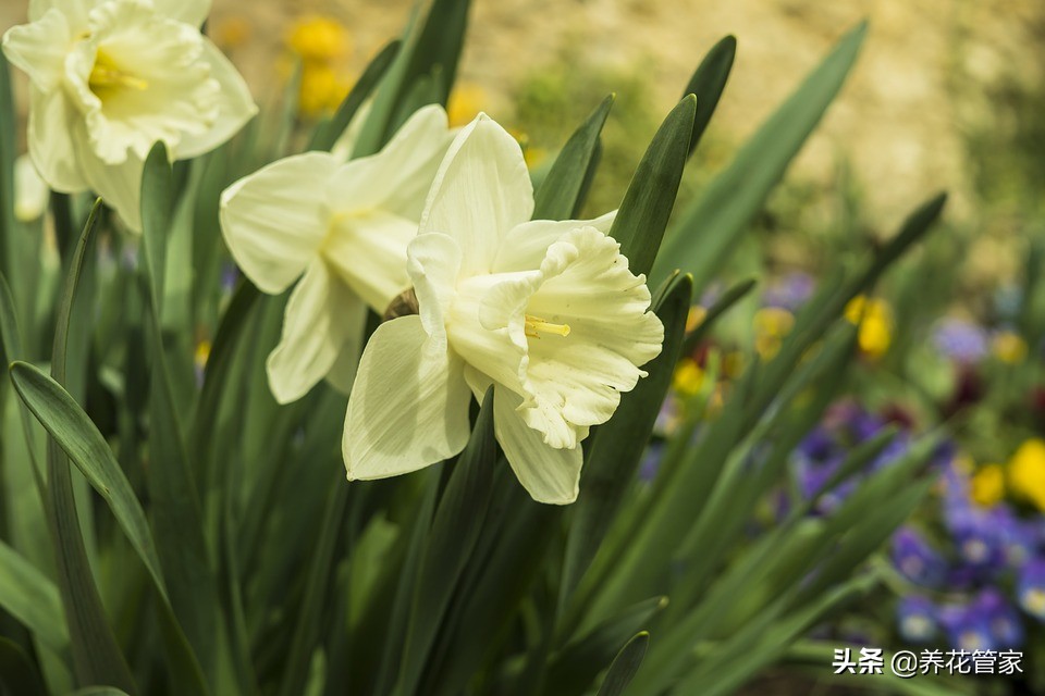 水仙花的科普知识传说,水仙花的科普知识有哪些