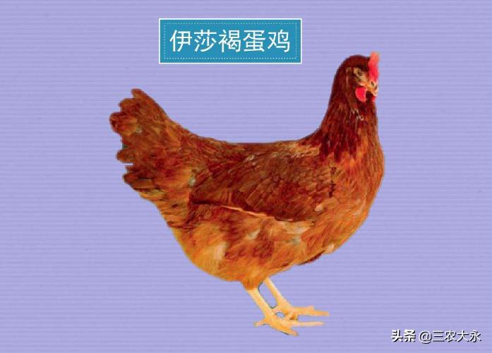 你知道鸡为什么会飞,你知道鸡为什么会抱窝吗