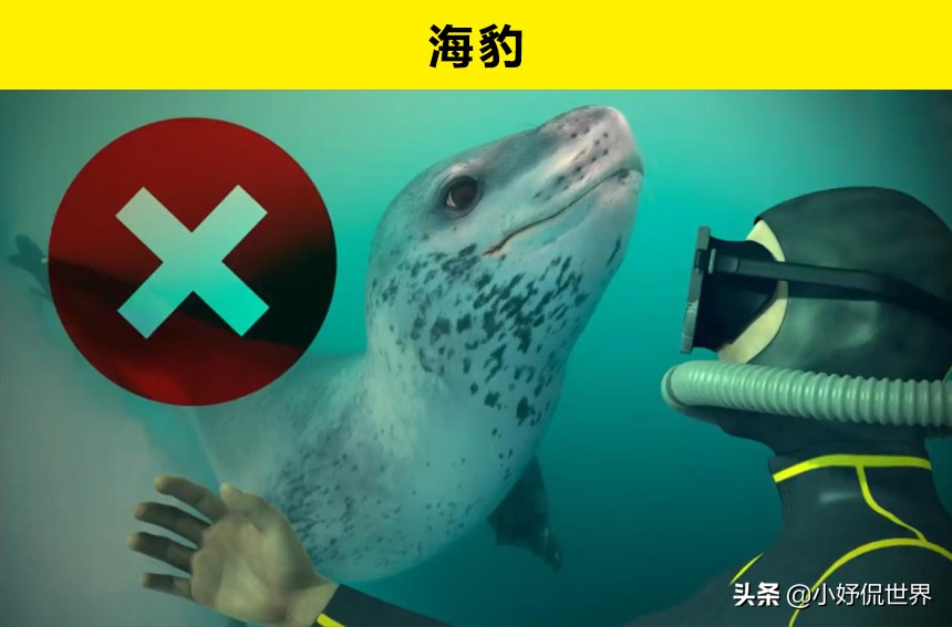 10种动物并没有你想象的那么危险,十种最可怕的动物但很可爱