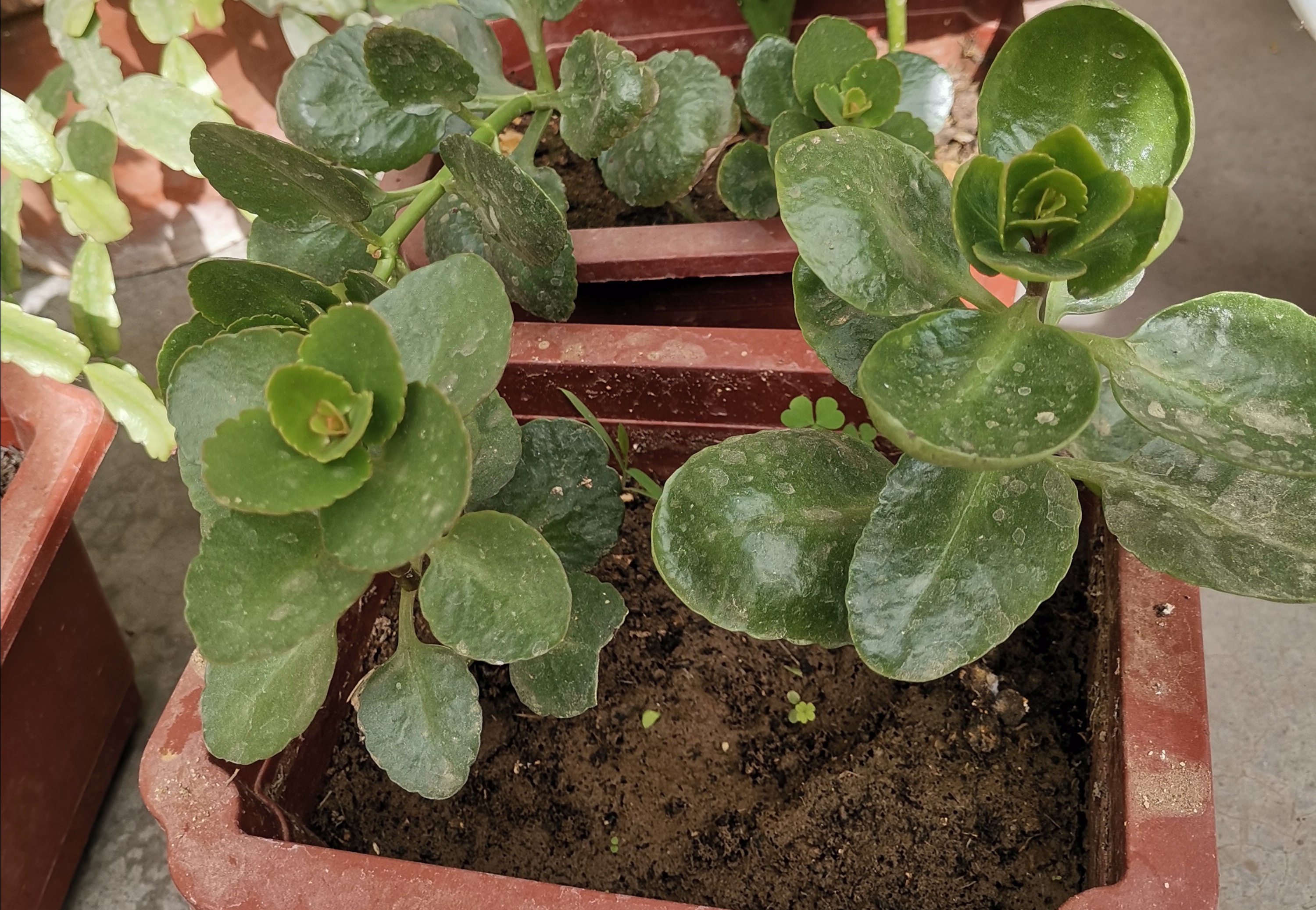 长寿花被烟熏的叶子变白了变软,长寿花水浇太多叶子变软怎么补救