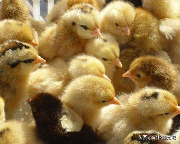 鸡感冒和拉白色粪便喂什么药,鸡拉乳白色粪便怎么治疗