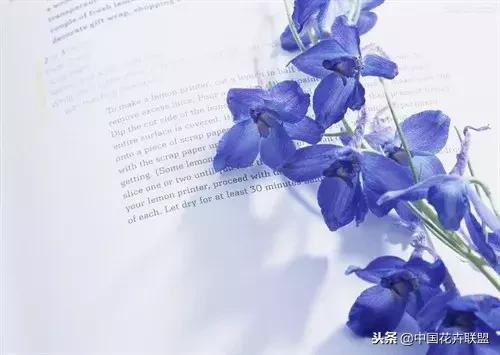 100种鲜花的花语樱花,100种不同花的花语