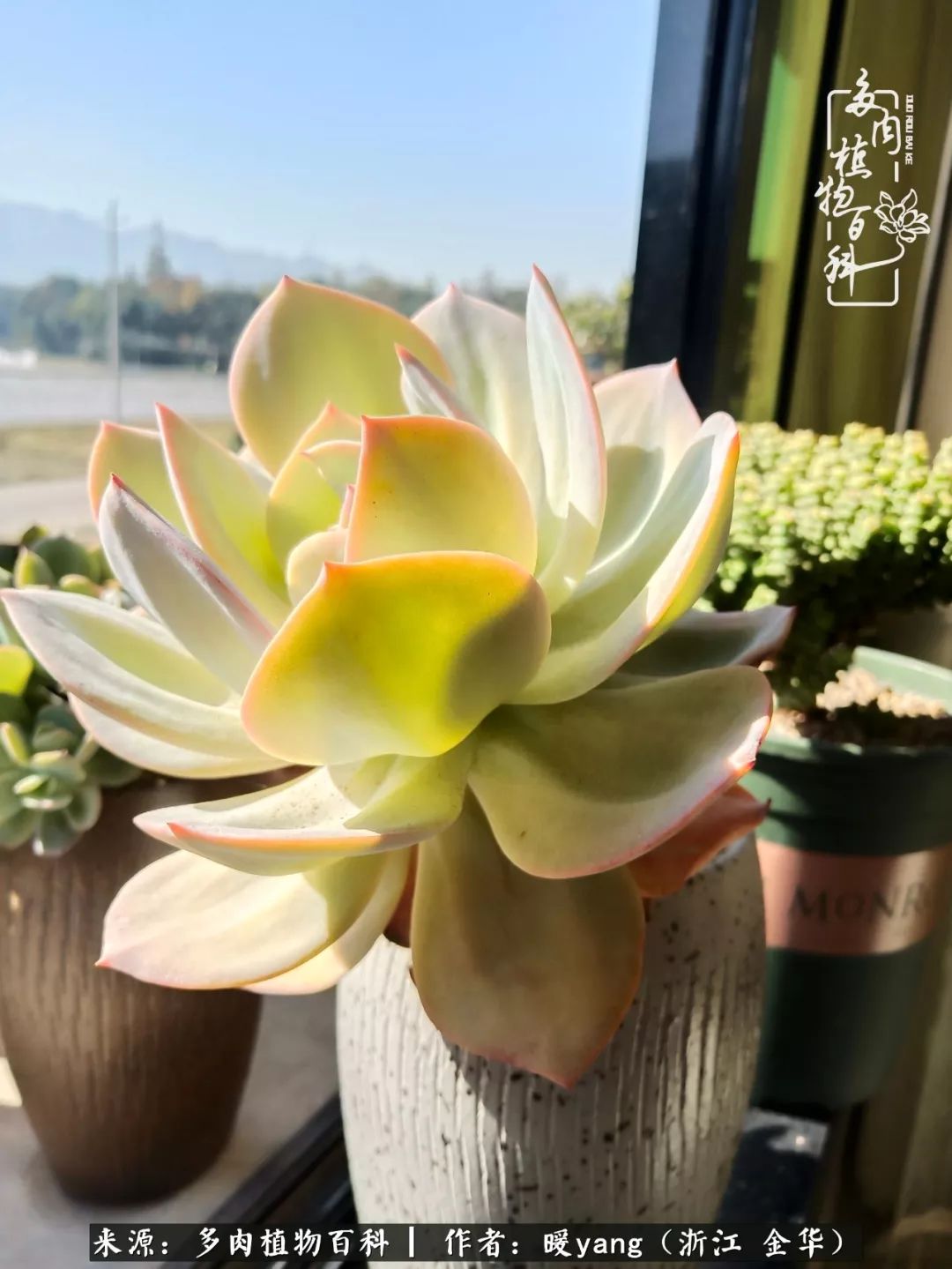 养多肉是业余的纯粹是爱好,每晚7点教您快速入门养多肉