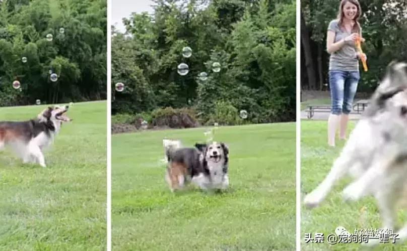 让狗狗安静下来的最简单办法,学会以下招数让狗狗训练有素