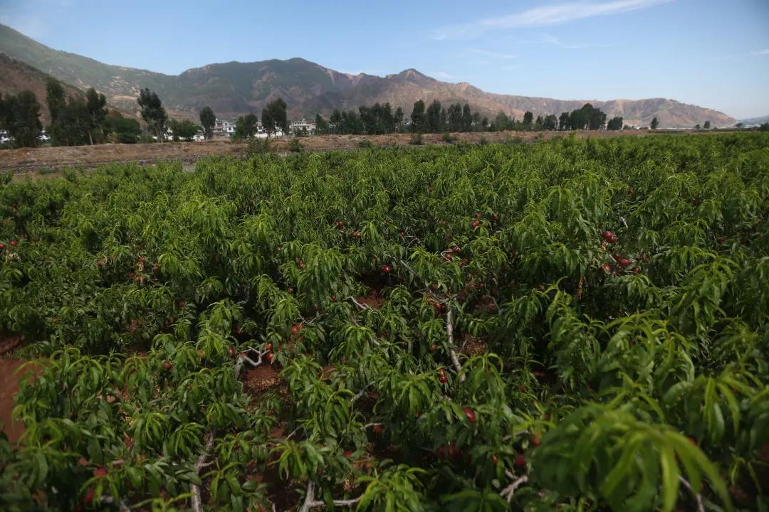 红红油桃挂枝头，这个五月“桃”你欢心