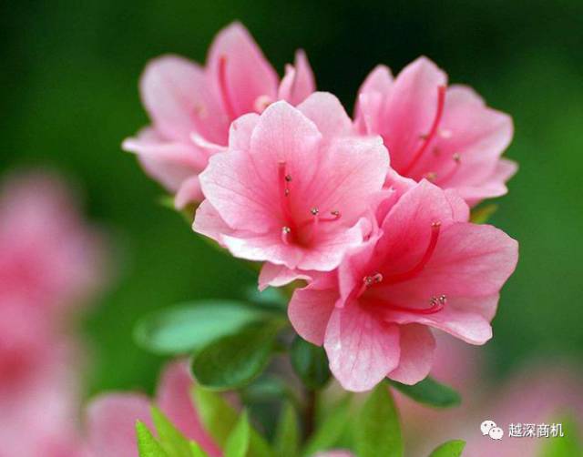 中国各大城市市花介绍,全国56市市花太美了的视频