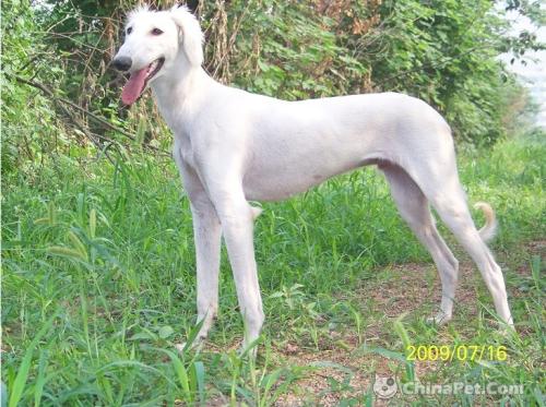 怎么养细犬,为什么越来越多人养中国细犬