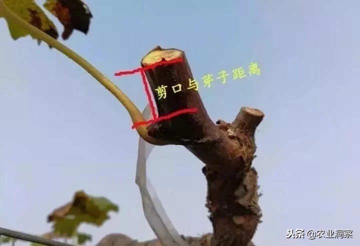 河南葡萄冬季修剪在什么时候,葡萄冬季修剪枝条怎样扦插