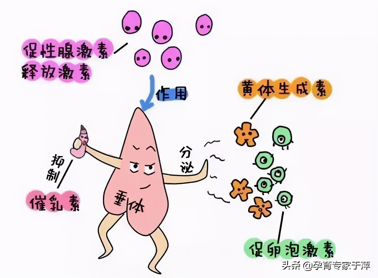 于萍讲孕育：怎么折腾就是怀不上？可能是你的性激素在作怪