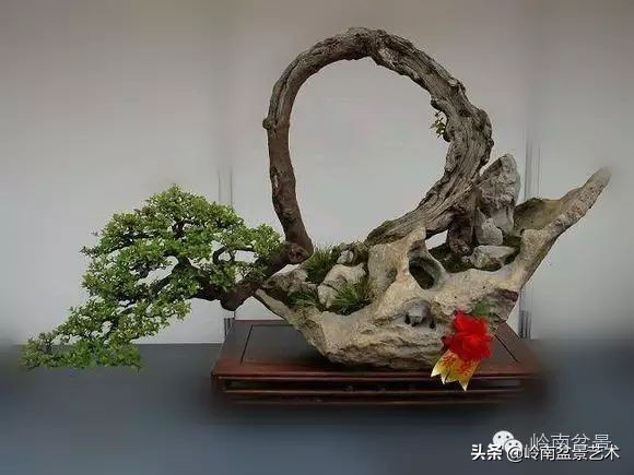 精品雀梅盆景名称,值得收藏的盆景作品欣赏