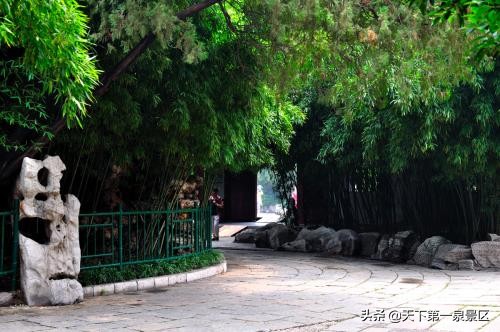 济南万竹林,济南万竹园竹子品种