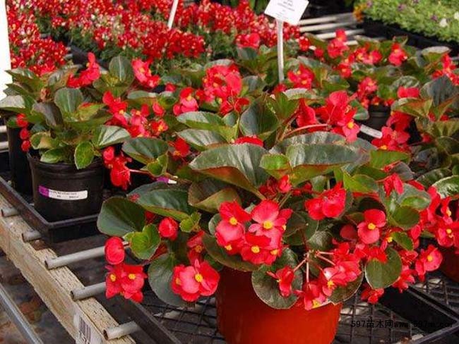 四季海棠各种颜色重瓣,好养好看大花重瓣四季海棠