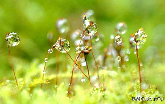 「黎明拾穗」43期诗词41首，首页篇篇造网红，风流戏子逞英雄