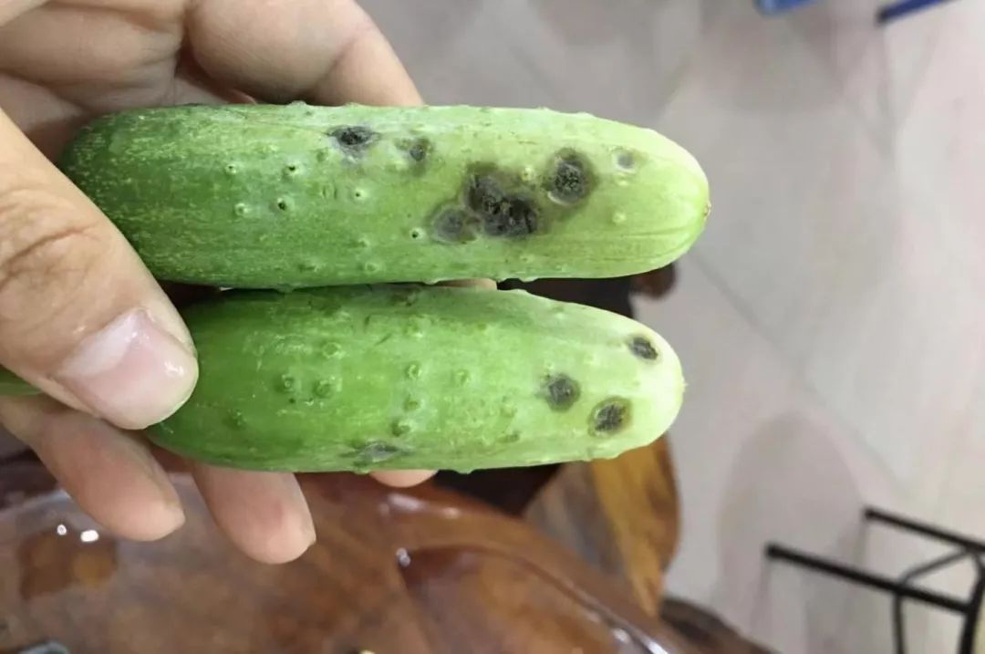 黄瓜瓜条病害图谱详解,黄瓜病害图谱和防治黄瓜药害