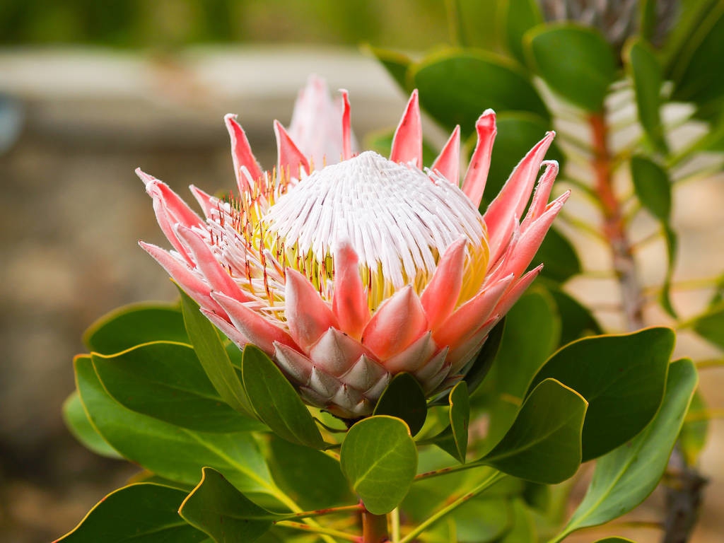 十大国花中有什么花颜色最好看,十大国花都有哪些花