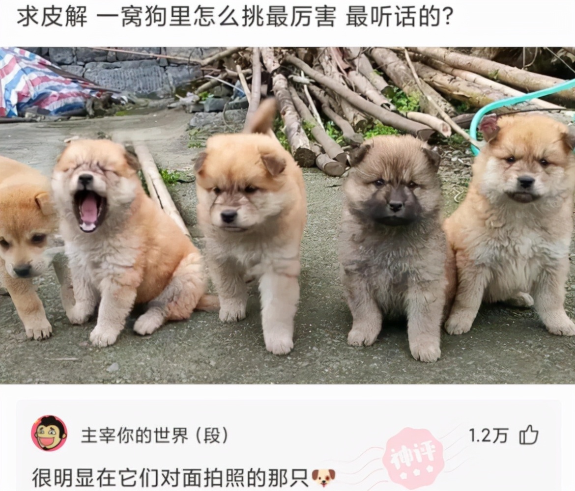 神回复脑洞套路,神回复各种套路