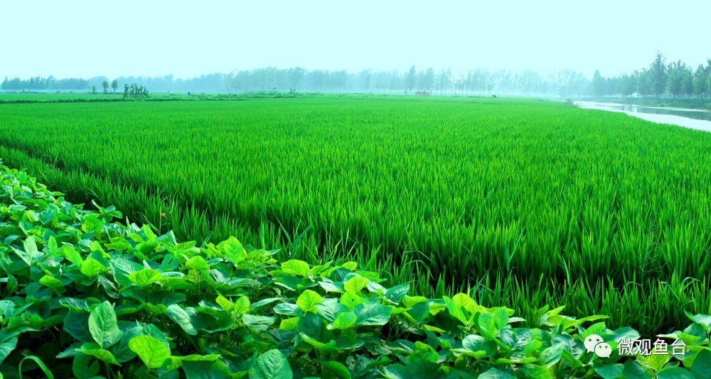 鱼台鱼米之乡在哪里,鱼台有个地方写着鱼米之乡