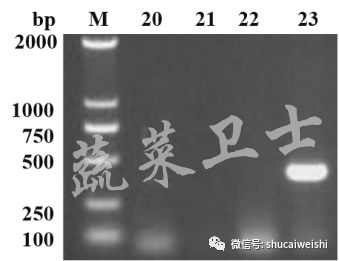番茄褪绿病毒病特效药,西红柿褪绿病毒怎么引起的