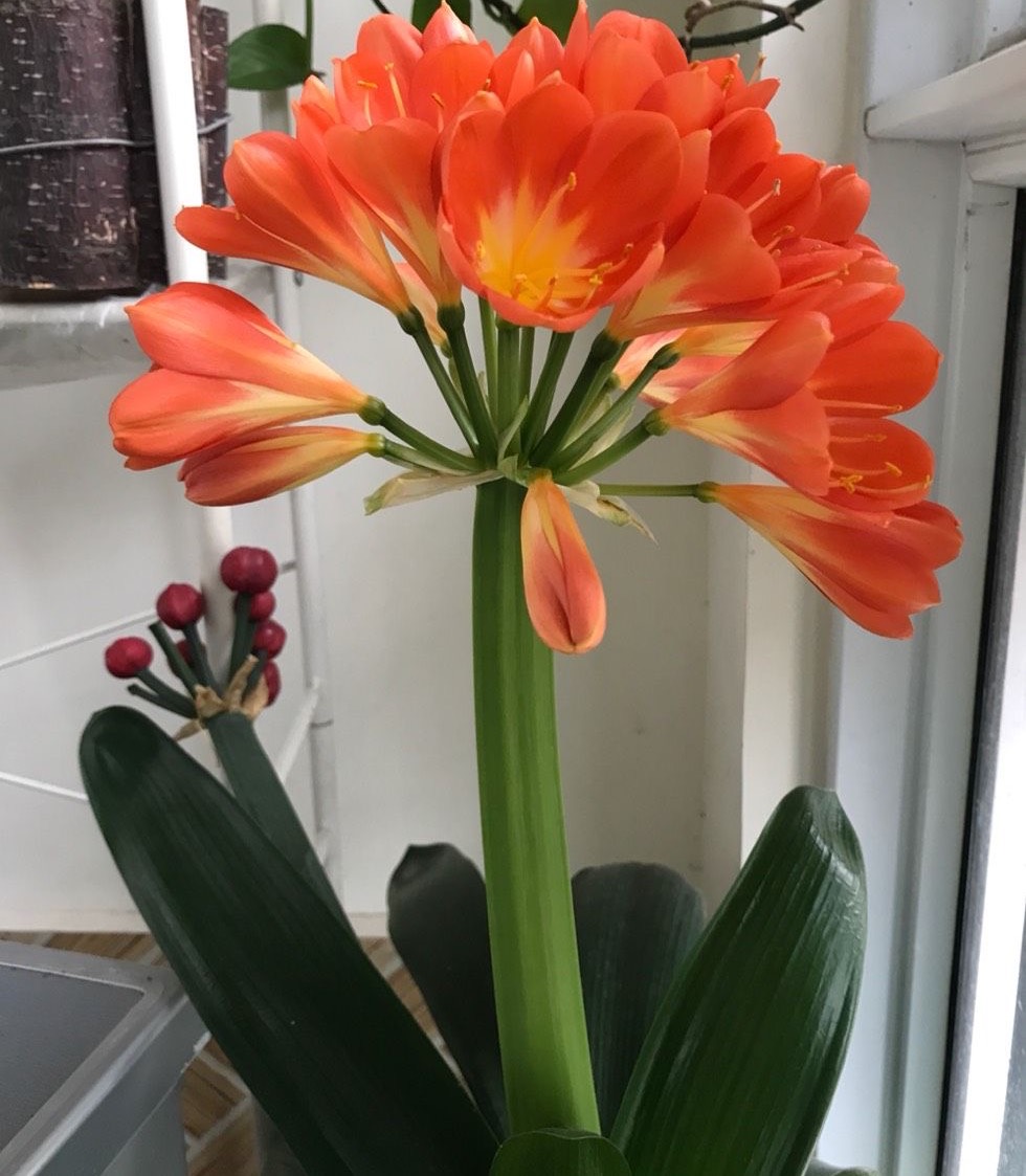 夏季养护好君子兰的八个注意事项,养君子兰注意4点度夏方法