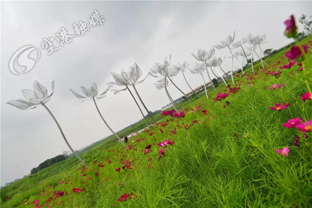 来成都打卡空港花田,成都双流空港花田打卡看飞机