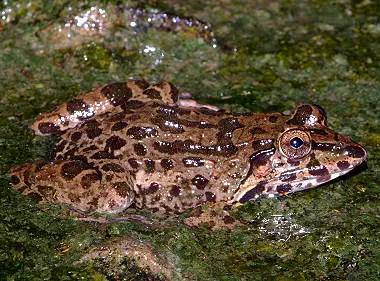 海南代表性动物,海南特有的珍稀动物