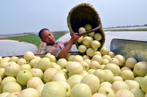 买的甜瓜不熟怎么办,甜瓜买什么样的好