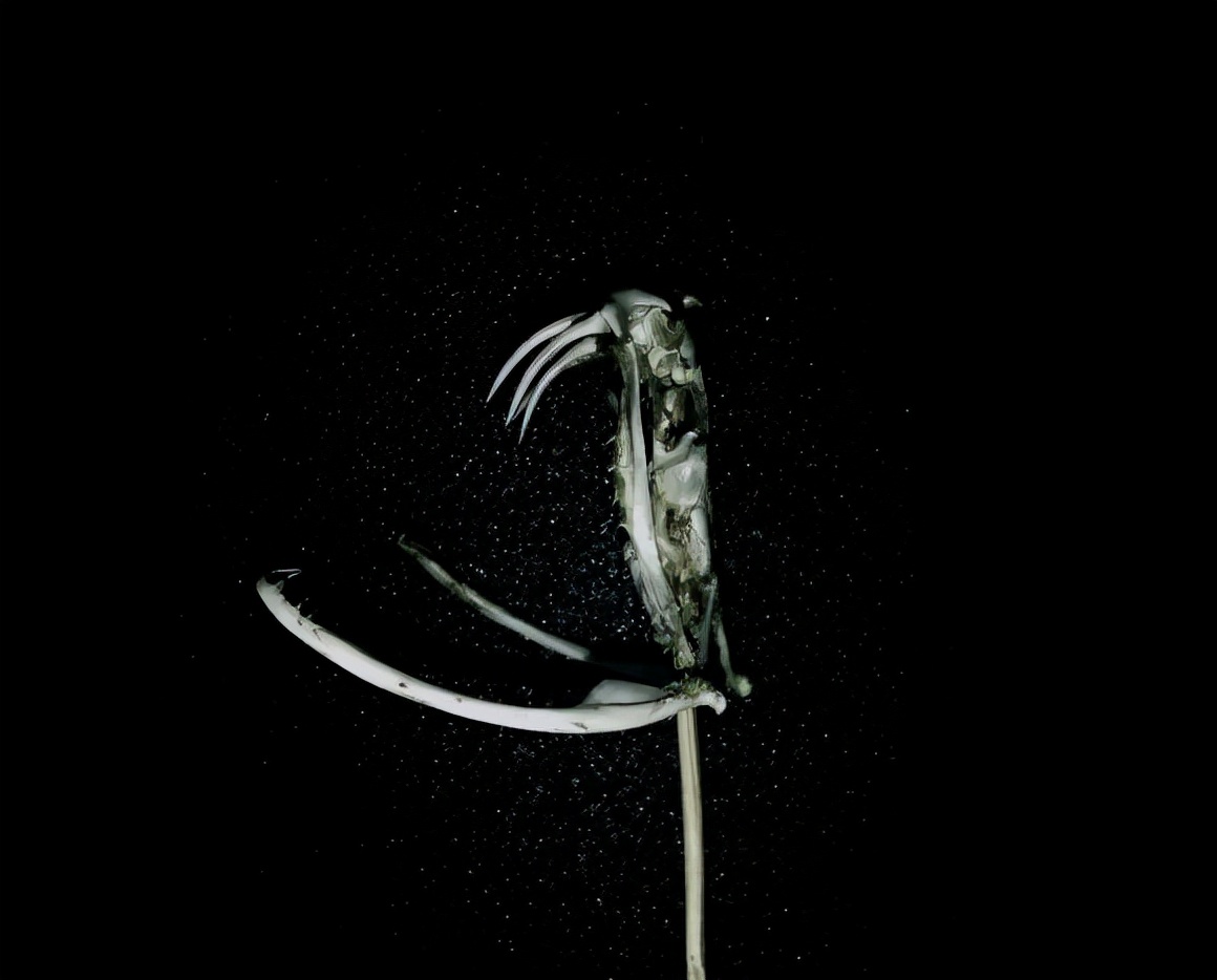 柴房惊现“烂草蛇”！广东66岁老人被咬伤！这是什么蛇？有多毒？