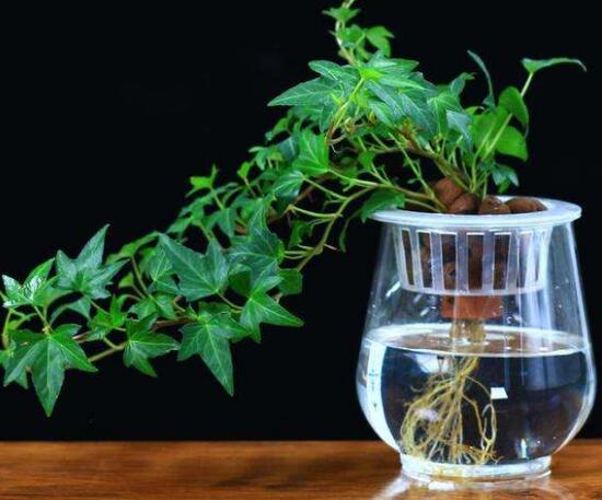 水培常春藤方法和注意事项有哪些,常春藤土培转水培怎么种