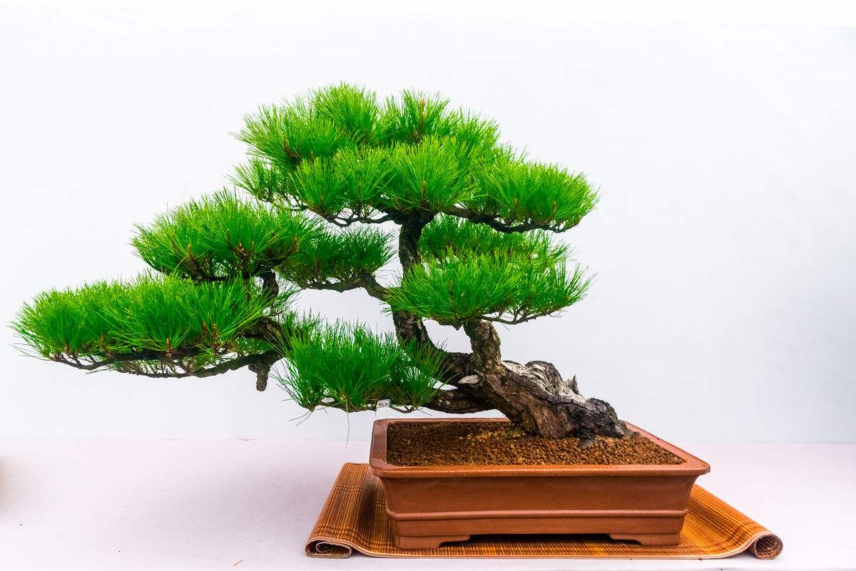 怎样提高裸根黑松存活 (黑松下山桩采挖时需修剪吗)