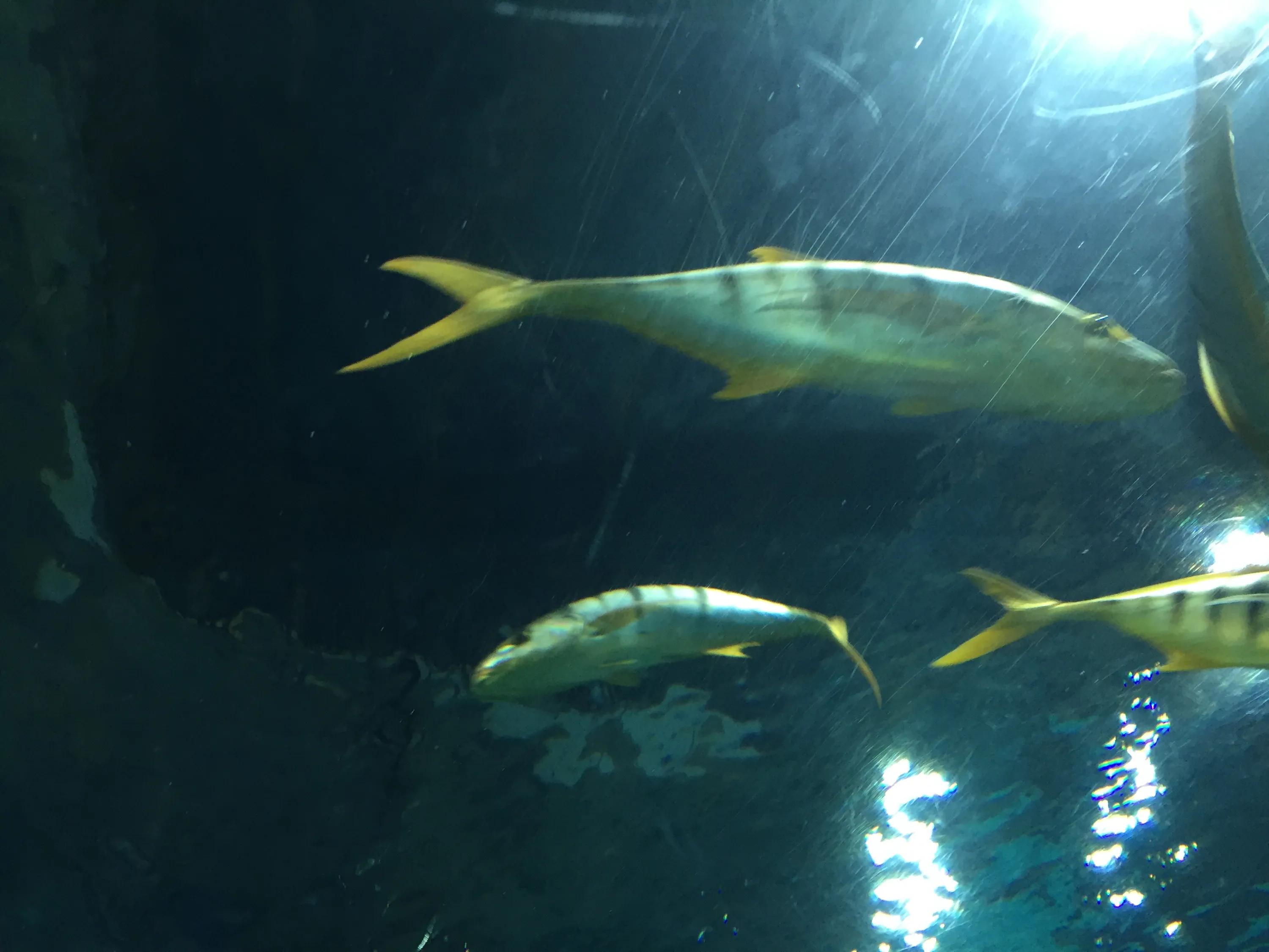 京津冀旅游一卡通海底世界,海底世界可以用旅游一卡通吗