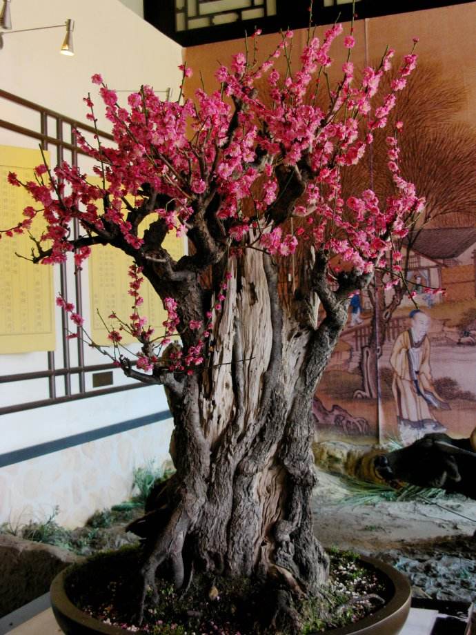 怎么冬日赏繁花？养梅花最正确，生命力旺盛不怕冷，养护方法简单