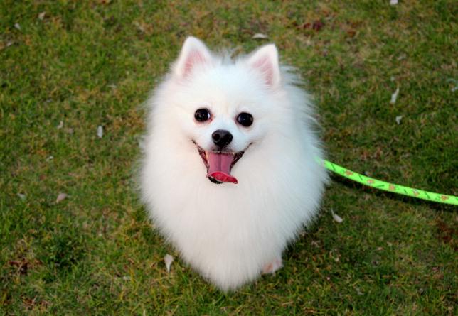 博美犬的寿命最长能活多少年,博美犬小狗寿命多长时间