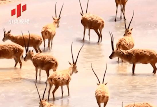 藏羚羊30万一只,藏羚羊30万只了为啥还濒危