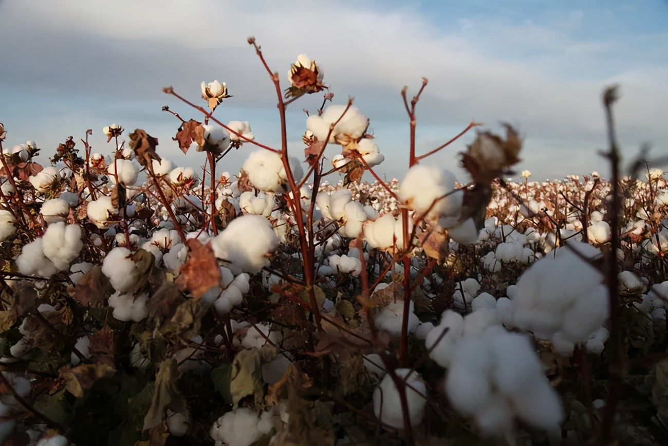 nike新疆棉最新动态,nike新疆棉声明