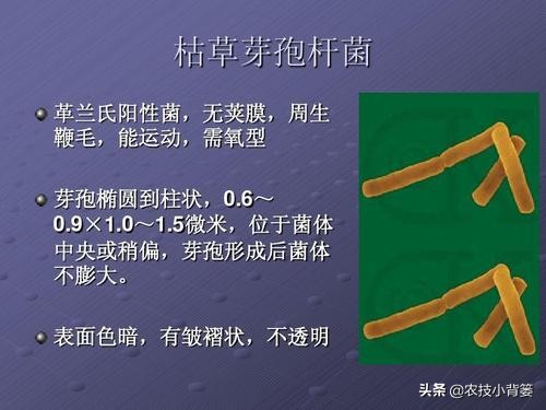 大家都说枯草芽孢杆菌使用效果好?但它对作物种植有哪些作用呢?