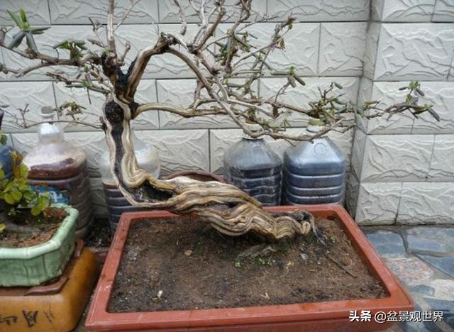 盆景悬崖桩怎么做,学会这5个点很必要