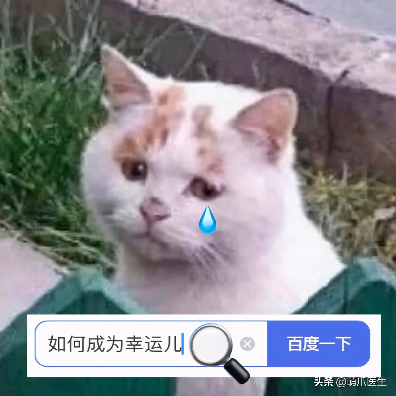 全网最委屈的猫主子,全网最委屈的小奶猫
