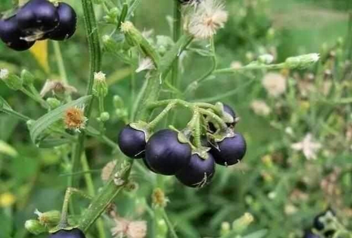 小时候在农村最常见的5种野果，吃过三种的算你牛！