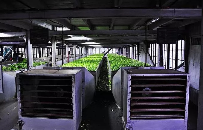 亚洲茶文化介绍,世界茶文化的发源地